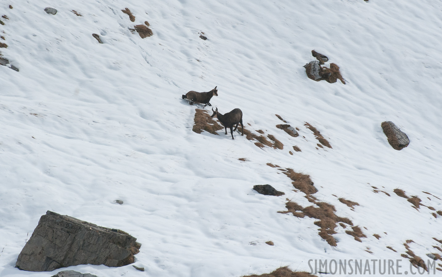 Rupicapra rupicapra rupicapra [550 mm, 1/8000 Sek. bei f / 8.0, ISO 1600]